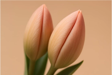 Что такое крайняя плоть и в чём её роль у мужчин