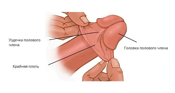 где находится крайняя плоть